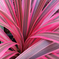 Ti Leaf (Cordyline)